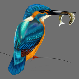 Kingfisher