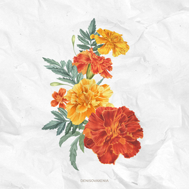 Marigolds. Yellow and red buds of tagetes. Watercolor illustration.