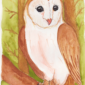 barn owl