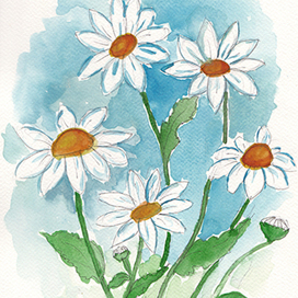 daisies