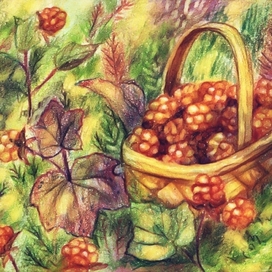 The cloudberries in basket