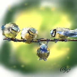 Birds in spring 