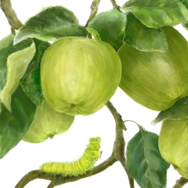 Apple feast 