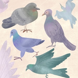 The humble pigeon