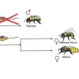 Illustration for a biology textbook