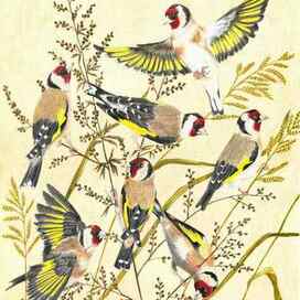 Goldfinches 