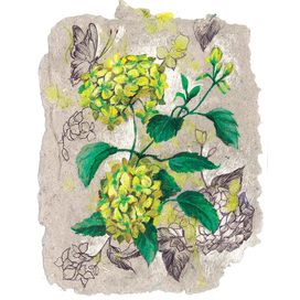 Hydrangea