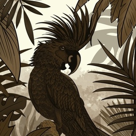 Pirate’s Parrot