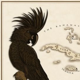 Pirate’s Parrot