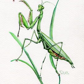 Mantis