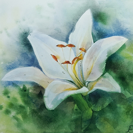 "Lily"