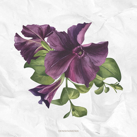 Purple flowers, buds and greenery watercolor illustration. Black petunia flower frame for spring card. Garden plant flower clip art for wedding invitation. Botanical illustration for floral design
