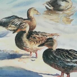 Купание на закате