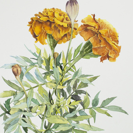 Акварель. Бархатцы. Ботаника