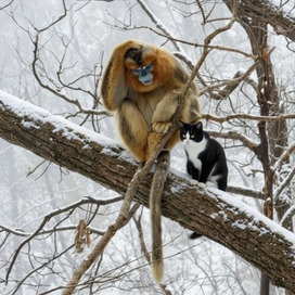 Conversations about Darvinism