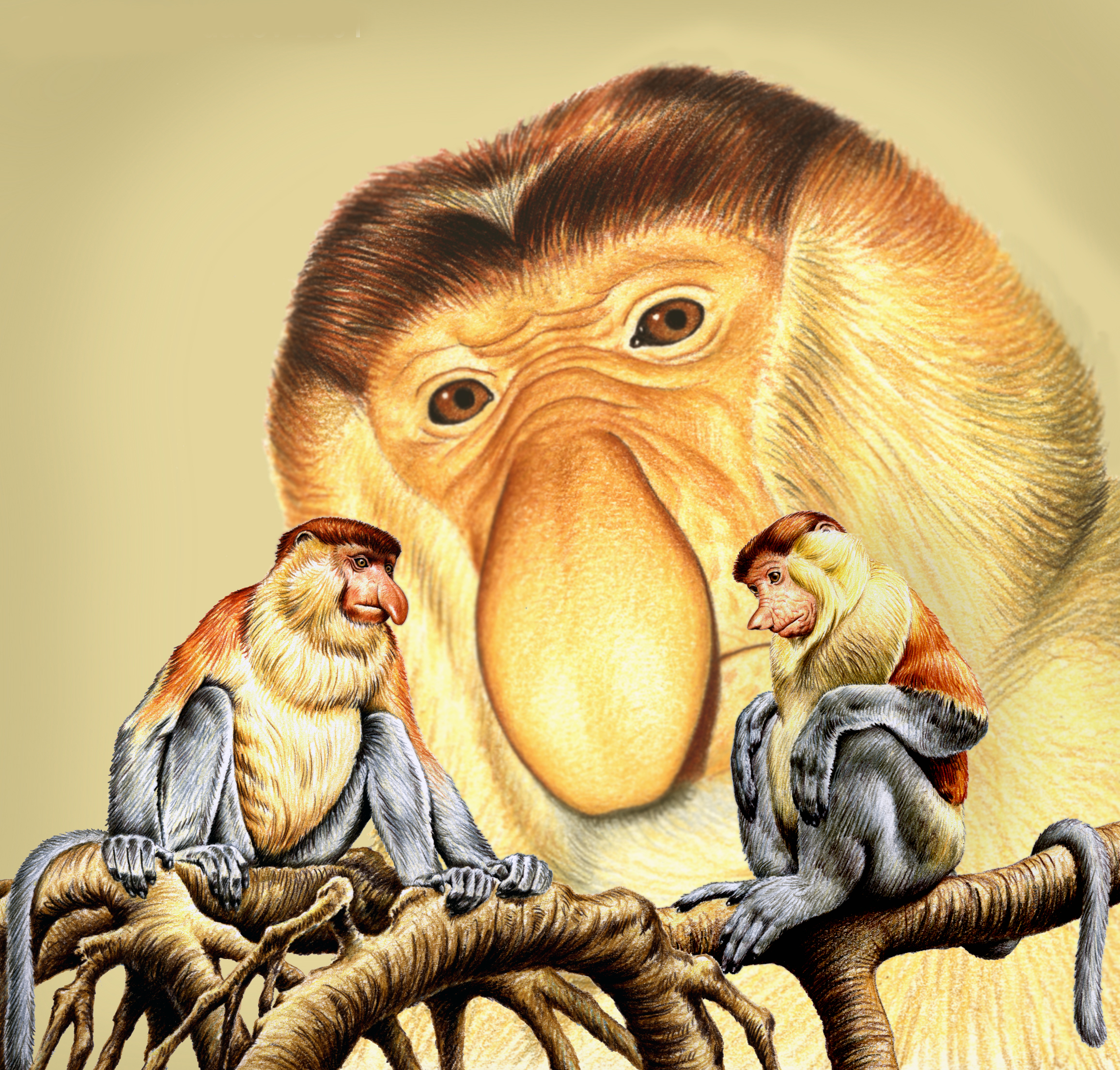 The Big-nosed monkey