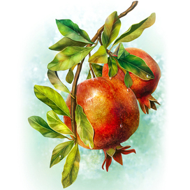 Pomegranate. Drawn in Photoshop