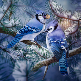 Jay. Drawn in Photoshop