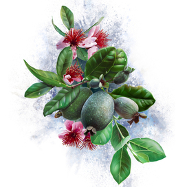 Feijoa. Drawn in Photoshop
