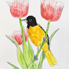 Watercolour and birds