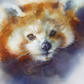 Watercolor red panda