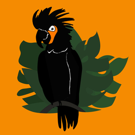 Pirate`s Parrot