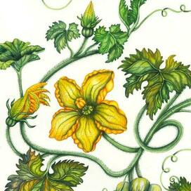 Акварельная ботаническая иллюстрация | цветок тыквы
