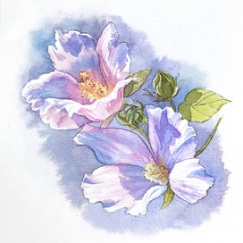 «Мальва мускусная»