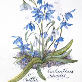 «Подснежник и пролеска сибирская»