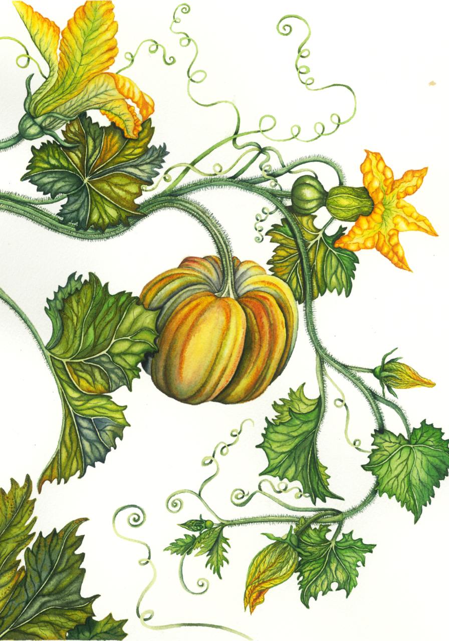 Фрагмент акварельной работы с тыквами | триптих в интерьер