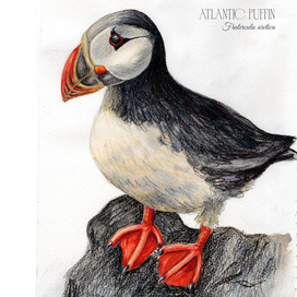 Акварельный скетчбук с птицами | тупик 