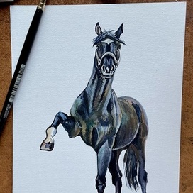 Иллюстрации животных 