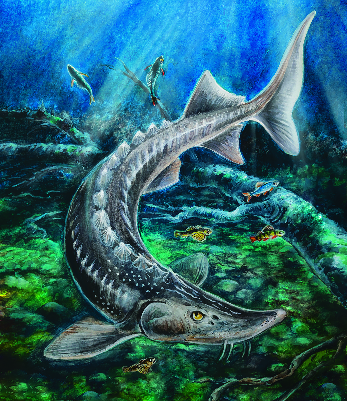 Сибирский осётр в озере Байкал