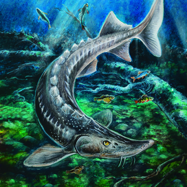 Сибирский осётр в озере Байкал