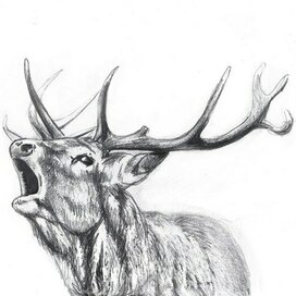 Благородный олень 