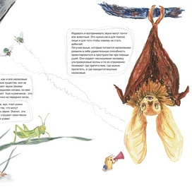 A children's book about ears