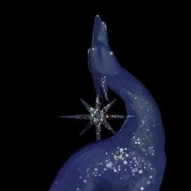 Собачья звезда