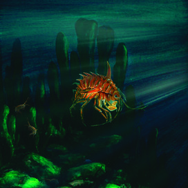 Чудо Байкала. Акантогаммарус 