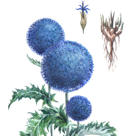 "Душа шамана". Мордовник широколистный