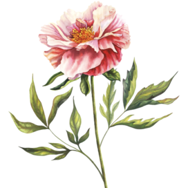 Ботаническая акварельная иллюстрация | розовый пион