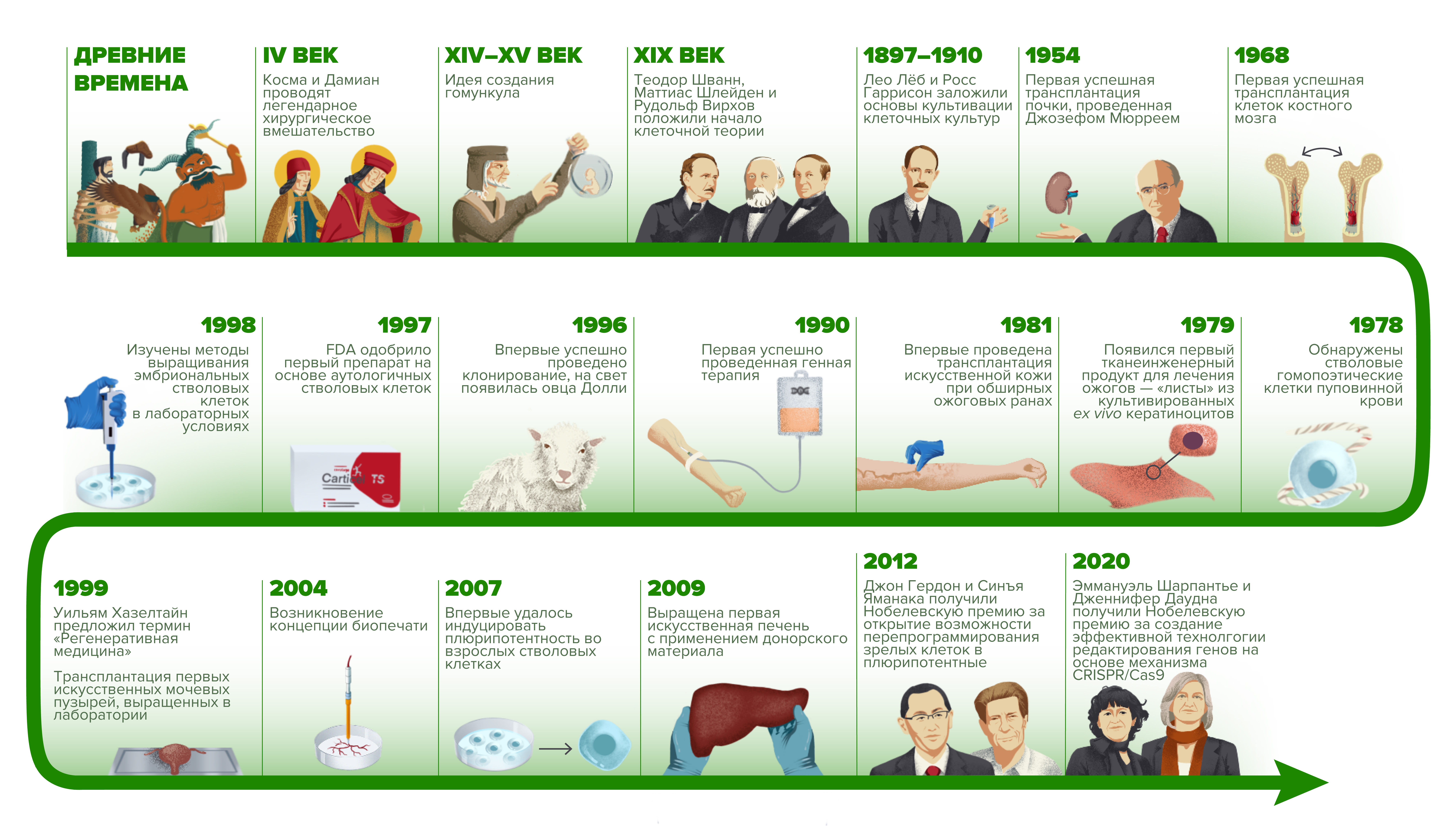 Инфоргафика — История развития регенеративной медицины