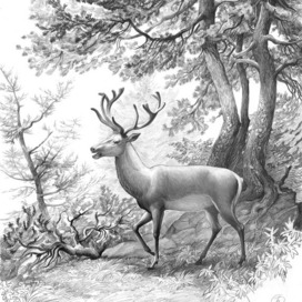 "Олень" рисунок, карандаш