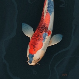  "Koi"
