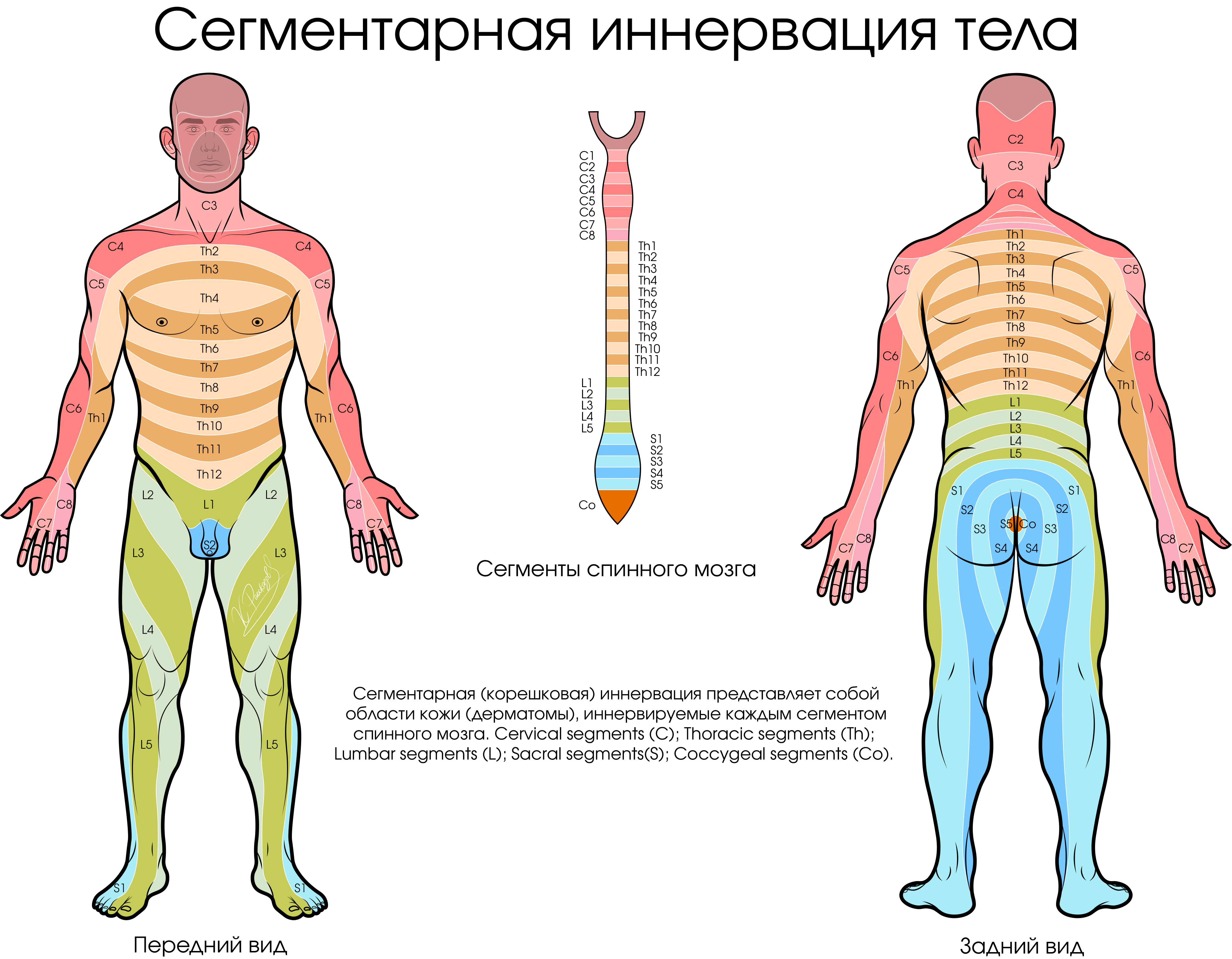 Сегментарная иннервация тела