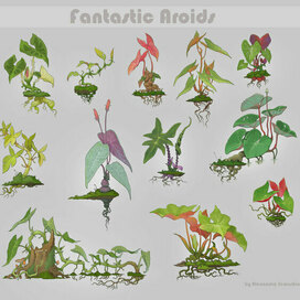 Fantastic aroids