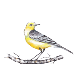 yellowhead wagtail bird on birch branch
