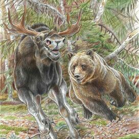 Дерзкий косолапый