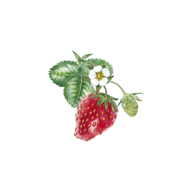 Ripe strawberry.