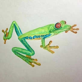 Red-eyed tree frog