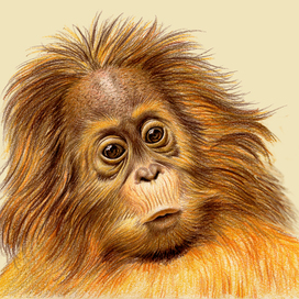 Book illustration